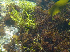 Brassicophycus sisymbrioides