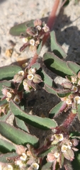 Euphorbia maculata