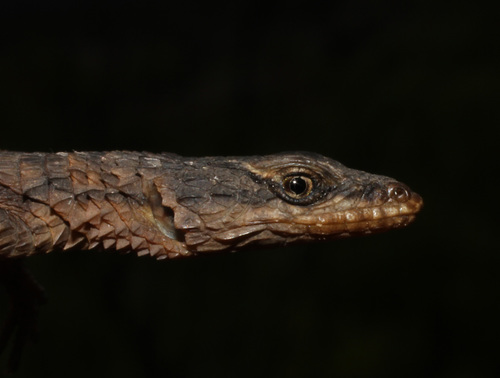McLachlan’s Girdled Lizard, Cordylus mclachlani