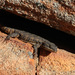 Mclachlan’s Girdled Lizard - Photo (c) Ryan van Huyssteen, some rights reserved (CC BY-SA), uploaded by Ryan van Huyssteen