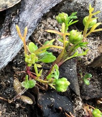 Brachyscome perpusilla
