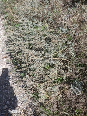 Marrubium peregrinum