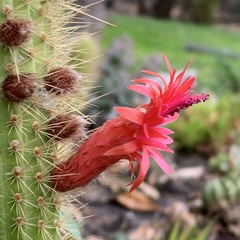 Trichocereus huascha