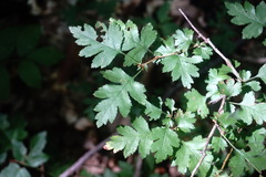Crataegus microphylla