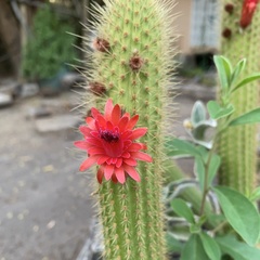 Trichocereus huascha