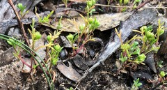 Brachyscome perpusilla