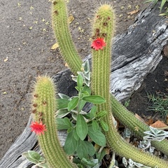 Trichocereus huascha