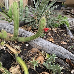 Trichocereus huascha