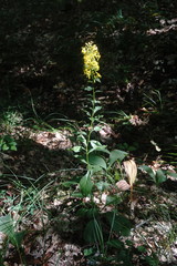 Solidago virgaurea taurica