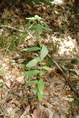 Euphorbia tauricola