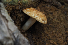 Russula senecis