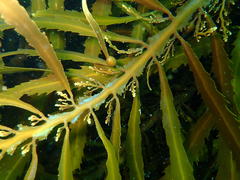 Anthophycus longifolius