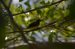 Arachnothera longirostra