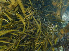 Anthophycus longifolius