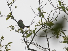 Psilopogon lagrandieri