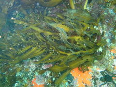 Anthophycus longifolius