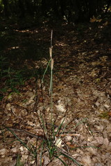Carex flacca serrulata
