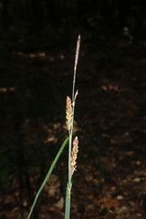 Carex flacca serrulata