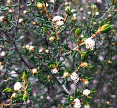 Spyridium eriocephalum