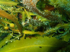 Anthophycus longifolius