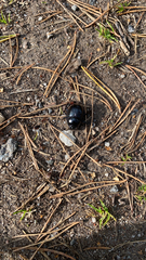 Anoplotrupes stercorosus