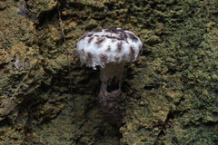 Strobilomyces latirimosus