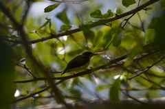 Arachnothera longirostra