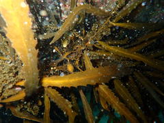 Anthophycus longifolius