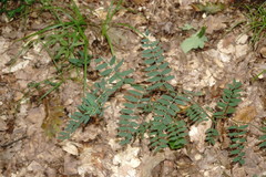 Vicia cassubica