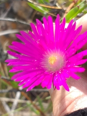 Lampranthus laxifolius