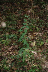 Euphorbia tauricola