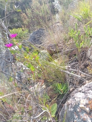 Lampranthus laxifolius
