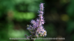 Astilbe rubra
