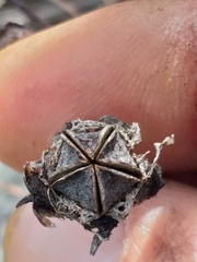 Lampranthus laxifolius