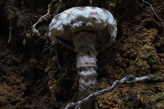 Strobilomyces latirimosus