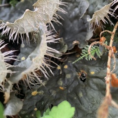 Peltigera degenii