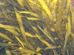 Anthophycus longifolius