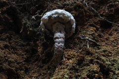 Strobilomyces latirimosus