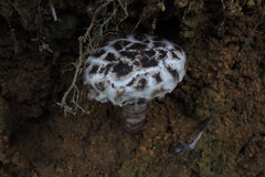 Strobilomyces latirimosus
