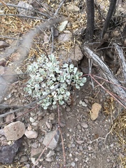 Eriogonum tenellum