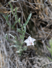 Convolvulus ammannii