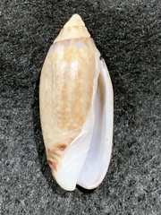 Oliva australis