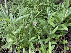 Helichrysum leucopsideum