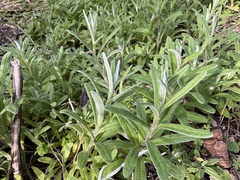 Helichrysum leucopsideum