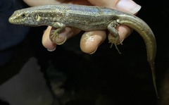 Chioninia spinalis maioensis