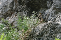 Cerastium biebersteinii