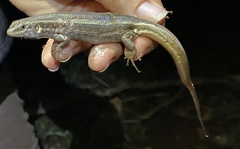Chioninia spinalis maioensis