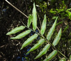 Arthropteris