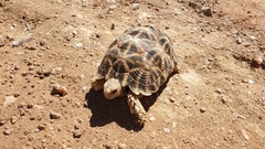 Psammobates oculifer