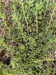 Patellifolia